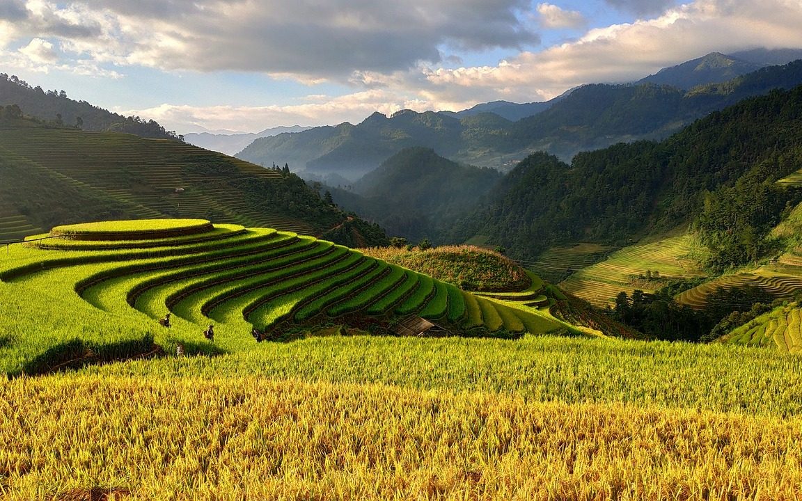 Vietnam terraces